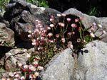 Image result for Helichrysum adenocarpum