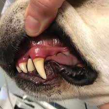 Quiz Mucous Membrane Evaluation In Dogs Clinicians Brief