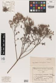 Image result for Brachythrix