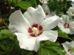 Hibiskus Grundlagen Zur Erfolgreichen Pflege Des Gartenhibiskus Gartenhibiskus Hibiskus Roseneibisch