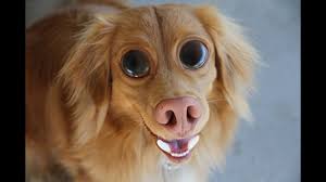 Make your funny photo online. Photoshop Tutorial Cs5 How To Create A Funny Dog Face Youtube