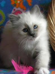 Pictures Of Birman Cat Breed Prettycats Birman Kittens Cats Pretty Cats
