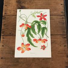 Chilean Loasa Flower Original Hand-colored Antique Print - Etsy Canada