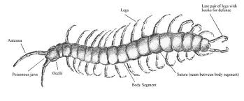 The giant centipedes are carnivores (animal diversity, 2004), they consume small invertebrates such as snails, spiders, insects, worms and small vertebrates such as birds, frogs, mice, and bats (fig. Curiosity Mysterious Creatures Of Amazon The Giant Centipede Episode 2 Steemit
