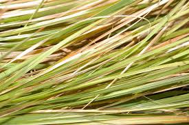 Image result for Trachypogon