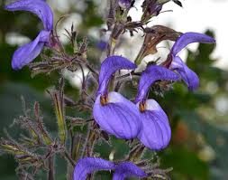 Image result for Brillantaisia cicatricosa