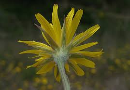 Image result for Landolphia villosa