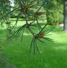 Image result for Pinus