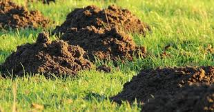 Den maulwurf im garten mit gerüchen vertreiben. Maulwurf Bekampfen So Lasst Er Sich Vertreiben Vivanno