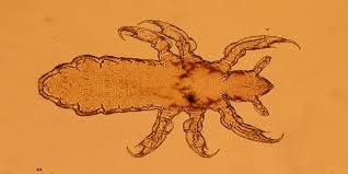Image result for lice life cycle