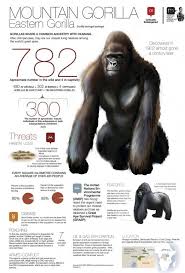 Mountain Gorilla Infographic Mountain Gorilla Endangered Animals Gorilla