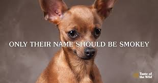 When cats groom themselves, they lick up the toxic substances that have accumulated on their fur. Secondhand Smoke And Pets Another Reason To Quit Taste Of The Wild