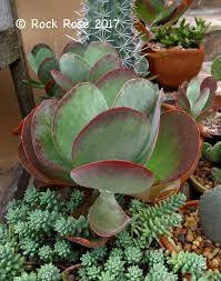 Mature plants may produce a spike of fragrant, yellow flowers from autumn to spring. The Flapjack Plant Also Known As The Paddle Plant Desert Cabbage Or Dog S Tongue Kalanchoe Thyrisiflora Is One Of The Easiest Plants Paddle Plant Succulents