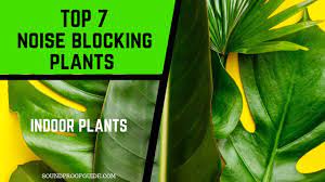When it comes to sound absorbing materials, also called sound absorbers or sound diffusors fibrous material can absorb a sound since a sound wave is able to penetrate its surface where it. 7 Best Indoor Noise Blocking Plants Youtube