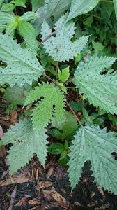 Image result for Girardinia bullosa