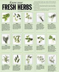 Fresh Herbs Chart W Pics In 2019 Fresh Herbs Thyme Plant