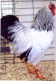 Maybe you would like to learn more about one of these? Columbian Wyandotte Baby Chicks For Sale Cackle Hatchery Wyandotte Chicken Columbian Wyandotte Chickens Fancy Chickens