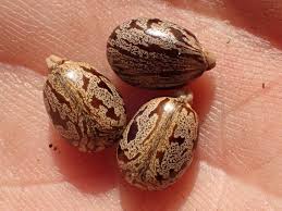 Image result for Ricinus communis