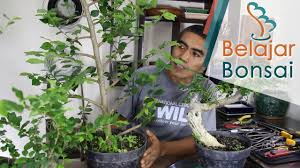 Pin Di Belajar Bonsai