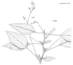 Image result for Micrococca mercurialis