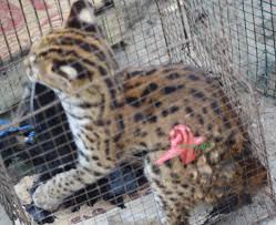 Kucing ini sekarang sudah dilindungi. Kucing Hutan Kabar Paman Anum