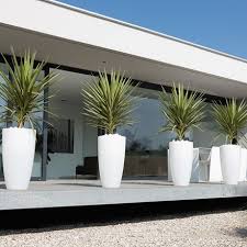 Tall houseplants look fascinating and create an illusion of enlarged interior! Buy Plants Pots Delivery By Waitrose Garden