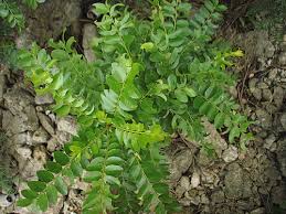 Image result for Phyllanthus muellerianus