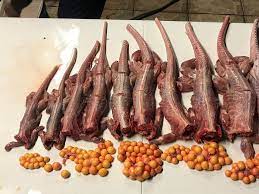 Whatever their method of feeding, you'll always find them growing on or at the base of a living or dead tree. Forget Chicken Of The Sea Iguana Meat Is Chicken Of The Trees