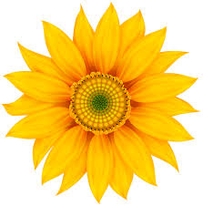 Yellow Flower Transparent Clip Art Image Digital Flowers Clip Art Transparent Art