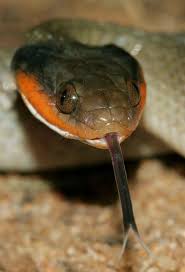 Red Lipped Herald Crotaphopeltis Hotamboeia Snake Reptile Snakes Reptile Room