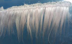 100均のタイニードールにアクリル毛糸でウィッグ作り 第一弾 ダイアリー 楽天ブログ アクリル毛糸 ドール カスタム 100均