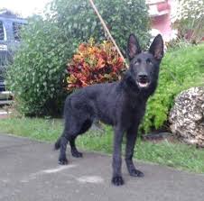Check spelling or type a new query. 100 Ddr Lines Black German Shepherd Female 6 Months Old For Sale In Miami Florida Classified Americanlisted Com