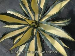 Image result for Alectra picta