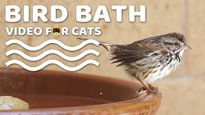 Bird Videos For Cats To Watch Online A New Bird Video For Cats Is Available On Tv Bini Youtube Channel Bird Bath More Videos For Cats Www Tvbini Com Tvbini In 2020 Cat Gif Bird Gif Bird Bath