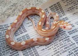 Baby Pics 2012 Corn Snake Pet Snake Cute Snake