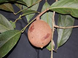 Image result for Achariaceae
