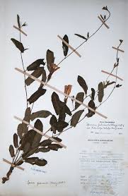 Image result for Ipomoea fulvicaulis