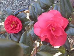 Ace O Hearts Pretty Flowers Camellia Love Flowers