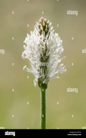 Image result for Plantaginaceae