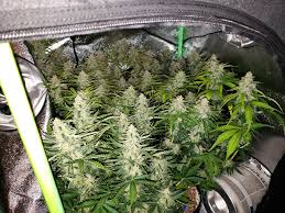 What S The Highest Yielding Autoflowering Strain Grow Weed Easy