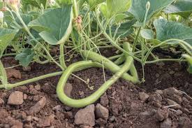 Irrigate the plants at their bases in the. How To Grow Italian Cucuzza Squash Gardener S Path