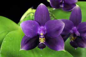 Image result for Indigofera oxalidea