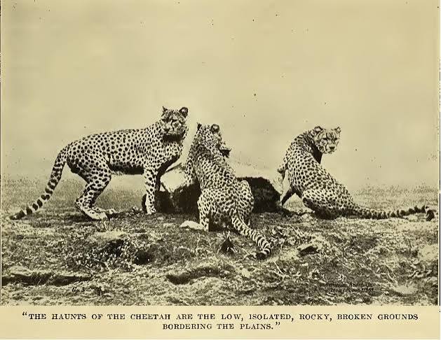 The complexities of introducing African cheetahs to India - The Hindu