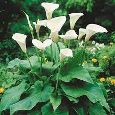 Calla Lily Flower Seeds Zantedeschia Aethiopica 20 Seeds Zantedeschia Zantedeschia Aethiopica Lily Plants
