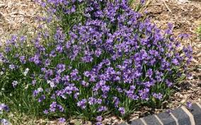 List of flower names with pictures of flowers and example sentences. Blue Eyed Grass Sisyrinchium Wisconsin Horticulture