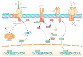 The main elements that compose the human body (including water). Cells Free Full Text Master Regulators Of Muscle Atrophy Role Of Costamere Components Html