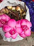 Image result for Lotus namulensis