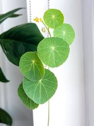 Image result for Stephania