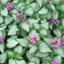 Jul 18, 2021 · 4.5 in. Plant With Purple And Green Leaves And Pink Flowers Novocom Top