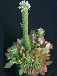 Image result for Monadenium lugardiae